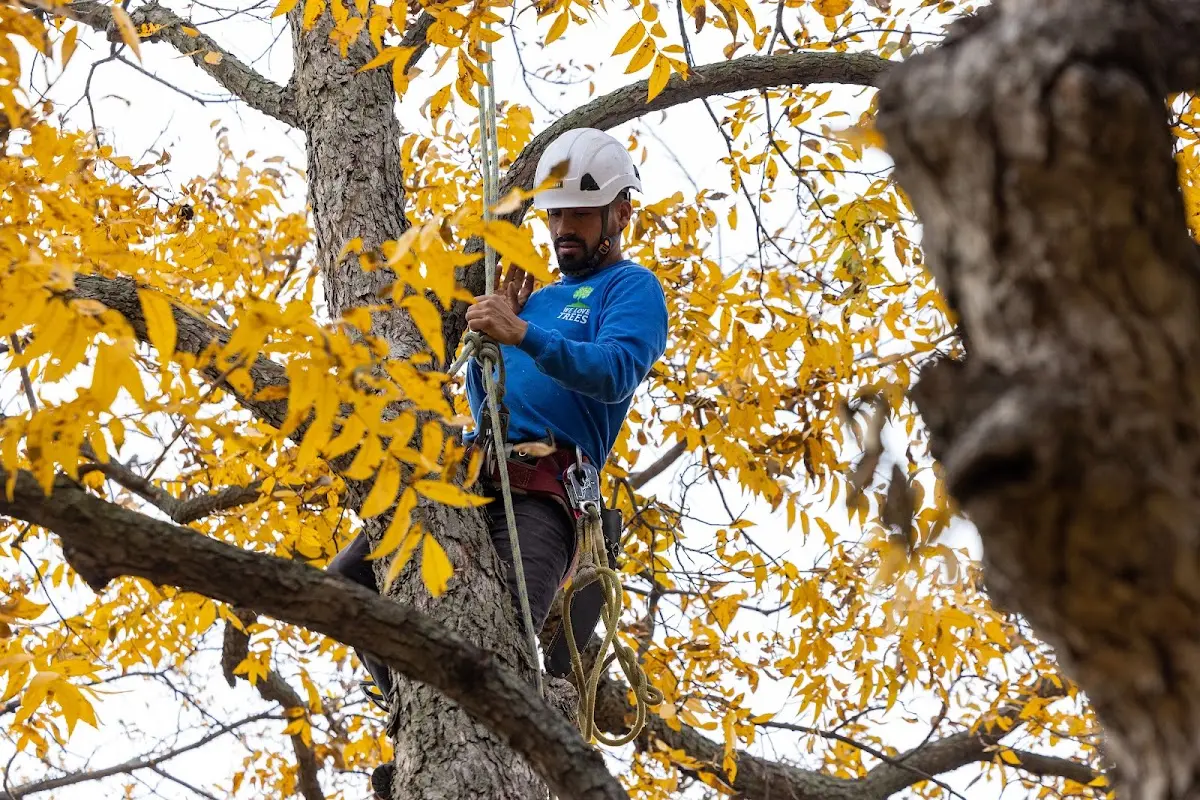 Skilled Tree Planing crew working in Ankeny